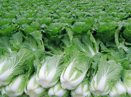 蔬菜品種：大白菜