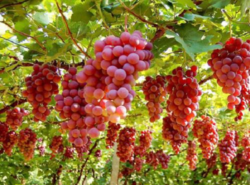 水果配送：葡萄