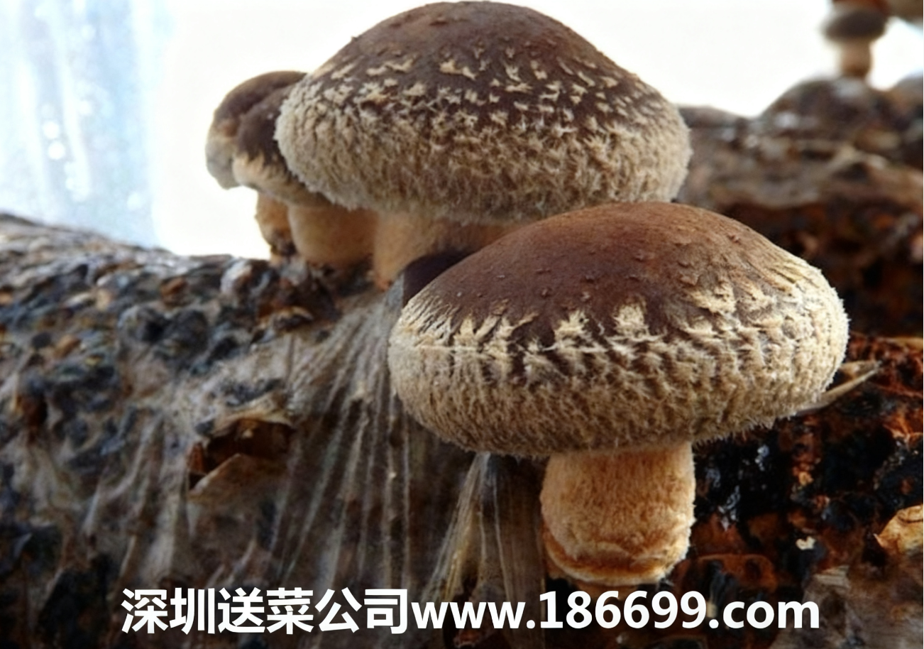 新手種香菇必看：大白話講透成本利潤(rùn)+種植步驟，賺錢不用愁。