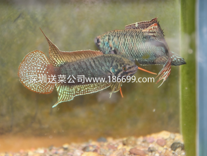 東莞生鮮食材配送中心暢談：生存能力最強(qiáng)的淡水魚(yú)