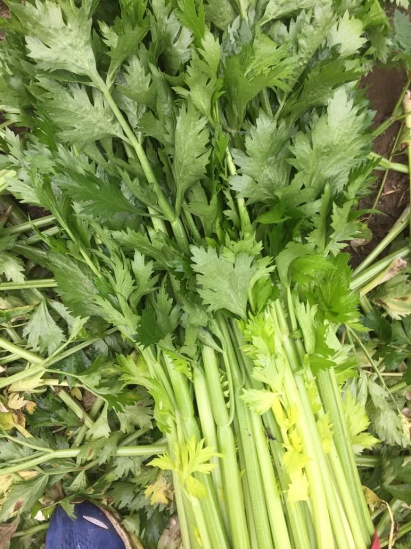 惠州生鮮蔬菜配送?中心為您科普芹菜的營(yíng)養(yǎng)價(jià)值。